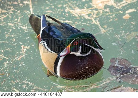 Male North Amercian Wood Duck Has A Bright Green Head And Reflects Vibrantly During A Swim On A Sunn
