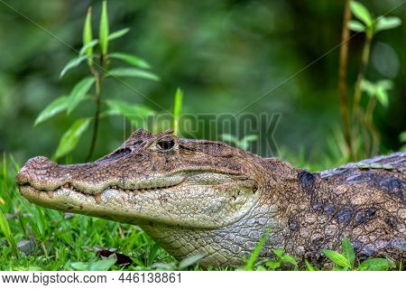 Spectacled Caiman (caiman Crocodilus) Or Common Caiman, Crocodilian Reptile Found In Refugio De Vida