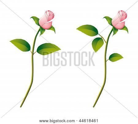 Pink rose