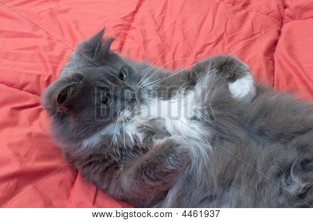 고양이
