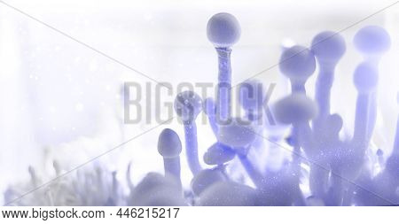Sterile Container With The Mycelium Of Psilocybin Mushrooms, Psilocybe Cubensis In Purple Tinting Ve