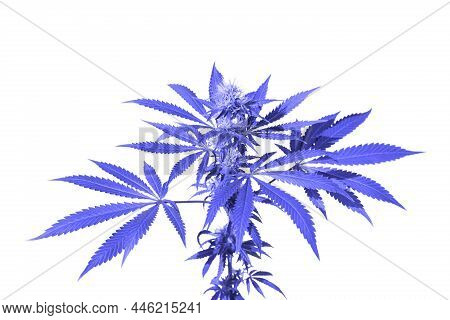 Cannabis Leaf On A White Background Isolated In Purple Tinted Very Peri. Medicinal Marijuana Leaves 