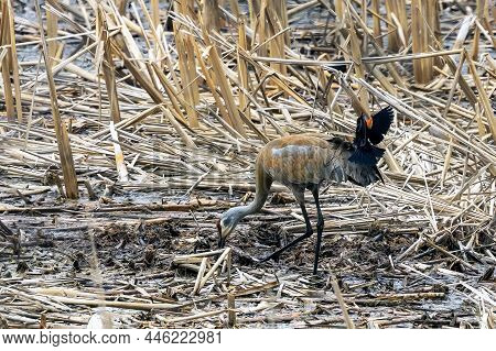 The Red-winged Blackbird (agelaius Phoeniceus) Defends Its Nesting Territory From A Sandhill Crane
