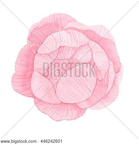 Vintage Hand Made Line Peonies Or Rose Set. Botanical Froral Design. Isolated On White Flowers. For 