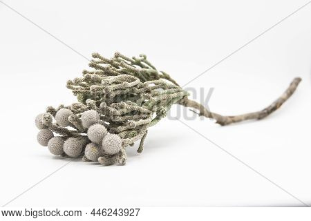 Plants Called Silver Brunia - Can Be Used In The Bouquet With Flowers. Brunia Flower  Isolated On Wh