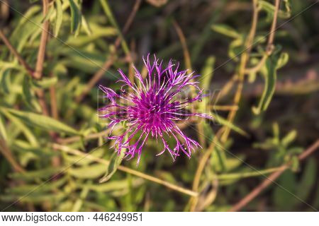 Wild Field Purple Flower With A View From Above. Cornflower Meadow (centaurea Jacea) Close-up.
