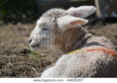 En tilltufsad unga Romney lamm med stora öron