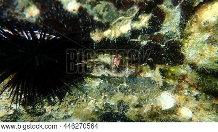 Calcareous Tubeworm Or Fan Worm, Plume Worm, Red Tube Worm (serpula Vermicularis) Undersea, Aegean S