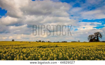 Yorkshire du Nord au printemps