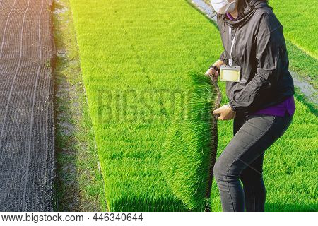 Asian Female Farmer Holding Young Rice Sprout Ready To Grow In Rice Field. Farmer Transplanting Rice