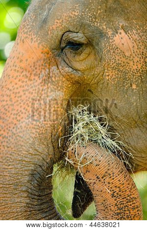 Elefante africano