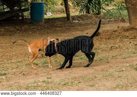Two Dogs Biting Each Other Until The Dust Clouded.