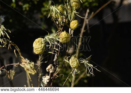Swan Plant Fruits And Seeds. Apocynaceae Perennial Plants Native To South Africa. Fruits With Soft S