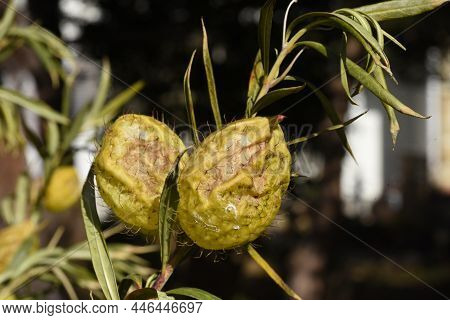 Swan Plant Fruits And Seeds. Apocynaceae Perennial Plants Native To South Africa. Fruits With Soft S