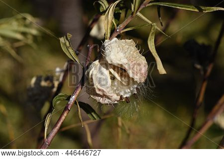 Swan Plant Fruits And Seeds. Apocynaceae Perennial Plants Native To South Africa. Fruits With Soft S
