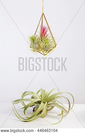 Tilandsia Xerographica Airplant In Glass Terrarium On White