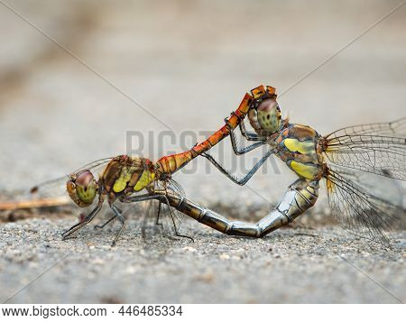 A Pair Of Common Darter Dragonflies Mating, Resting On The Floor, Vienna (austria)