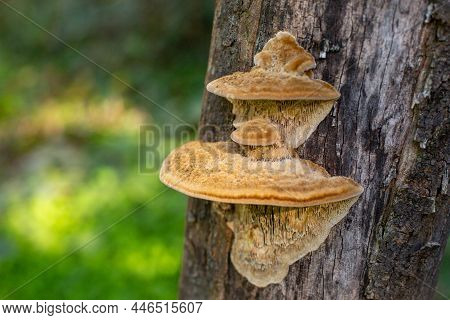 An Inedible Mushroom Xanthoporia Radiata Of Yellow Color Grows On The Bark Of The Tree.