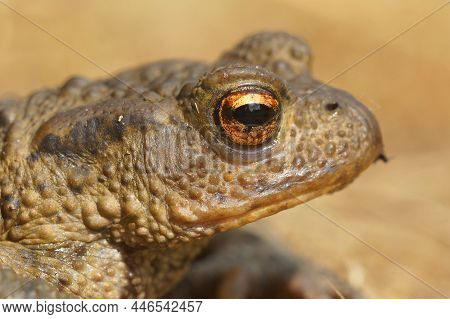 A Lateral Closeup Of The Head Of A Common Toad , Bufo Bufo