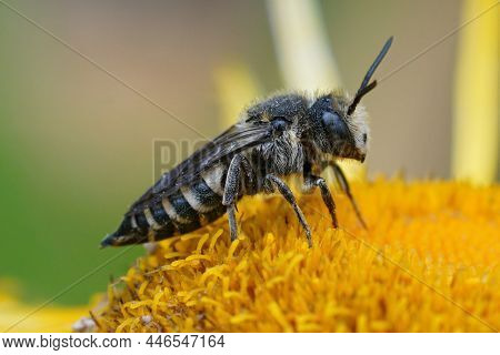 Closeup Of A Female Cleptoparasite Bee , Coelioxys Inermis , On A Yellow Flower.