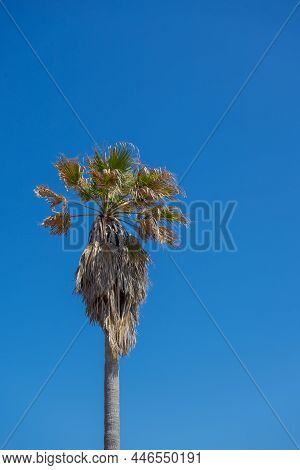 Lonely Unpruned Palm Tree With Sky In The Background