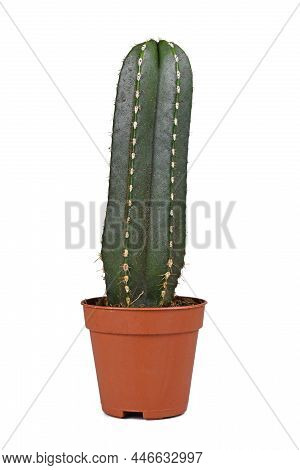 Small Potted Cactus With Botanic Name 'marginatocereus Marginatus' On White Background