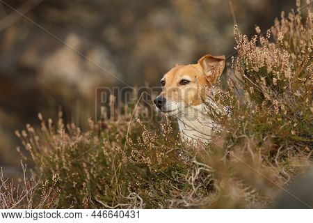 Jack Russell Terrier Sit In Common Heather In Autumn Forest. Jrt Are Energic Hunting Dogs Used For F