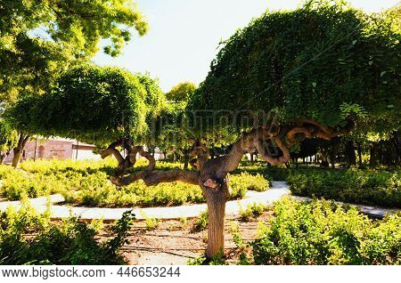 Beautiful Unusual Shape Tree With Green Leaves In City Park. Scenic Sunny Autumn Morning In Alaaddin