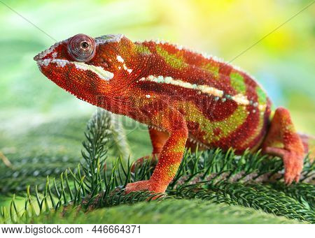 Colorful Chameleon White Background Images Illustrations Vectors Free Bigstock