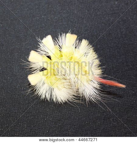 Flauschige Caterpillar