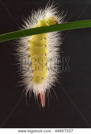 Flauschige Caterpillar