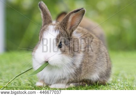 Adorable Baby Rabbit Bunny Brown Eating Fresh Timothy Grass While Sitting On Green Grass Over Bokeh 