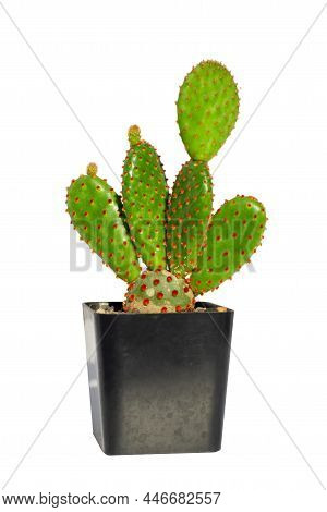 Closeup, Opuntia Cactus Isolated On White Background
