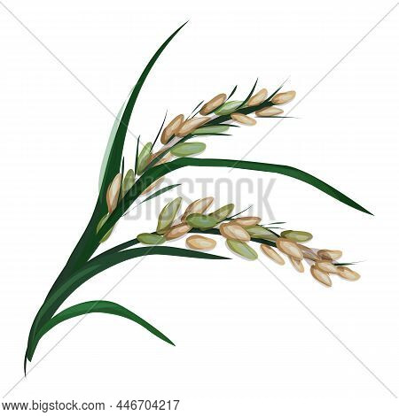 Spike Of Rice Icon Cartoon Vector. Asian Agriculture. Wild Grass