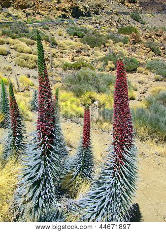 Echium Natternkopf