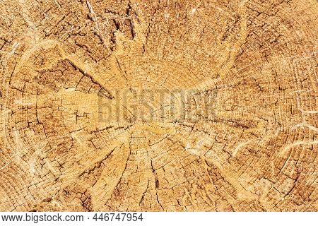 Pine Stump From Felled Tree In Forest. Wood Damaged By Bark Beetle. Cutting Of The Trees, Bark Beetl