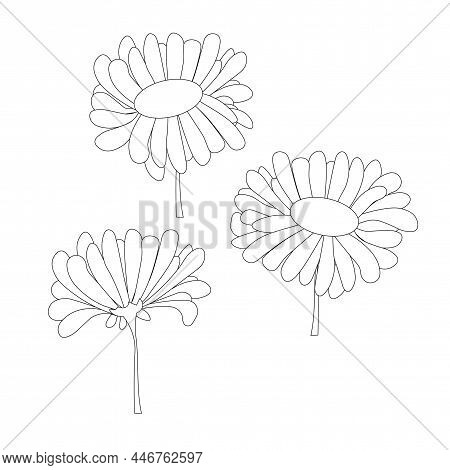 Deasy Monochrome Sketch. Outline Flowers Art Design Stock Vector Illustration For Coloring Book, For