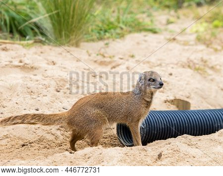 A Yellow Mongoose Playing Near A Black Plastic Pipe Against A Natural Background