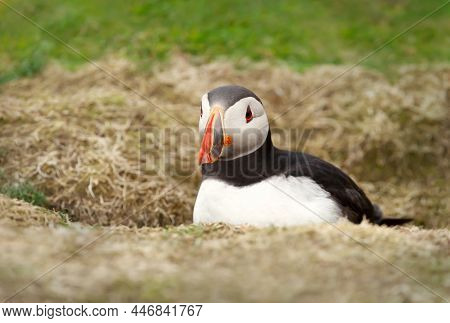 Close Up Of An Atlantic Puffin (fratercula Arctica) In A Burrow, Noss Island, Shetland Islands.
