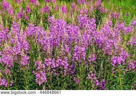 Flowering Medicinal Plant Blooming Sally (epilobium Angustifolium). Blooming Sally Close Up.