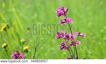 Viscaria Vulgaris. Delicate Red Wildflowers. Beautiful Purple Flowers Of Viscaria Vulgaris Growing I