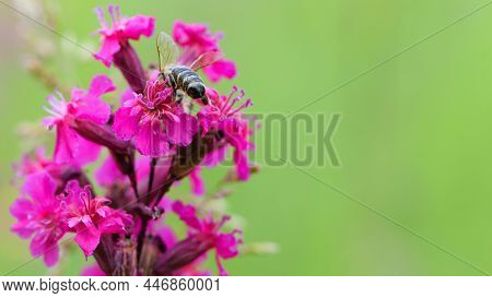 Bee On A Flower. European Bee Collects Nectar On A Pink Meadow Flower Viscaria Vulgaris. Honey Bee, 