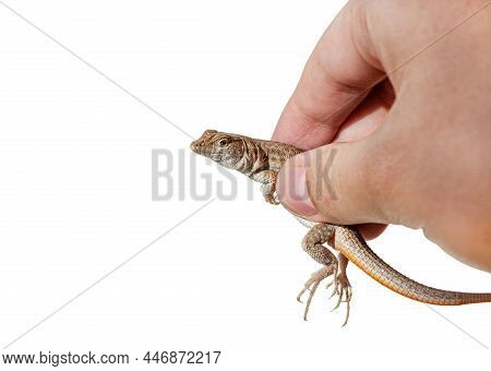 Wild Lizard In Hand On White Background, Caught On The Beach In Sharm El Sheikh, Egypt