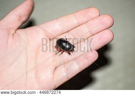Dung-beetle In Hand, Caught On The Beach In Sharm El Sheikh, Egypt