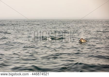 Pods Of Oceanic Dolphins Or Delphinidae Playing In The Water In The Atlantic Ocean, Off The Coast Of
