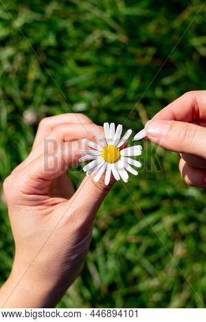 One Single Little Chamomile Flower In Female Hands, Tearing Off Petals One By One.young Woman Hands 