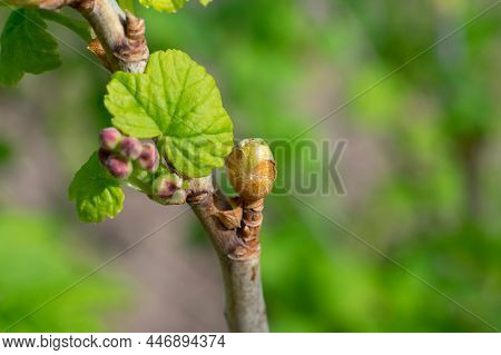 Damaged Injured By Cecidophyopsis Ribis Of Young Leaf Bud Of Currant Bush Branch. Blackcurrant Gall 