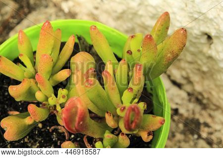 Colorful Crassula Ovata Gollum Plant In The Garden In Spain