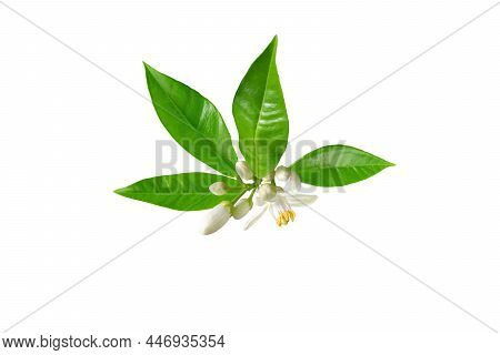 Orange White Flower, Buds And Leaves Branch Isolated On White. Neroli Blossom. Azahar Bloom.