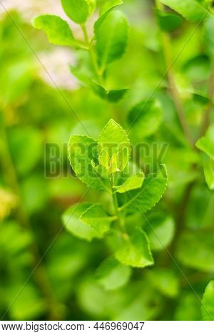 Indian Marsh Fleabane, Green Leaves Have Medicinal Properties.